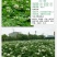 进口白三叶草种子红三叶草籽护坡草坪四季果园绿肥牧草多年生