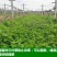 进口白三叶草种子红三叶草籽护坡草坪四季果园绿肥牧草多年生
