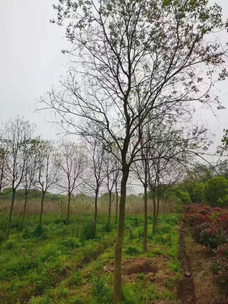 乌桕/丛生乌桕规格齐全大量供应中，基地直供