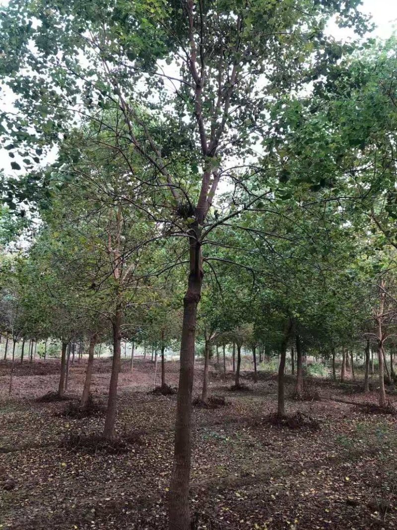 乌桕/丛生乌桕规格齐全大量供应中，基地直供