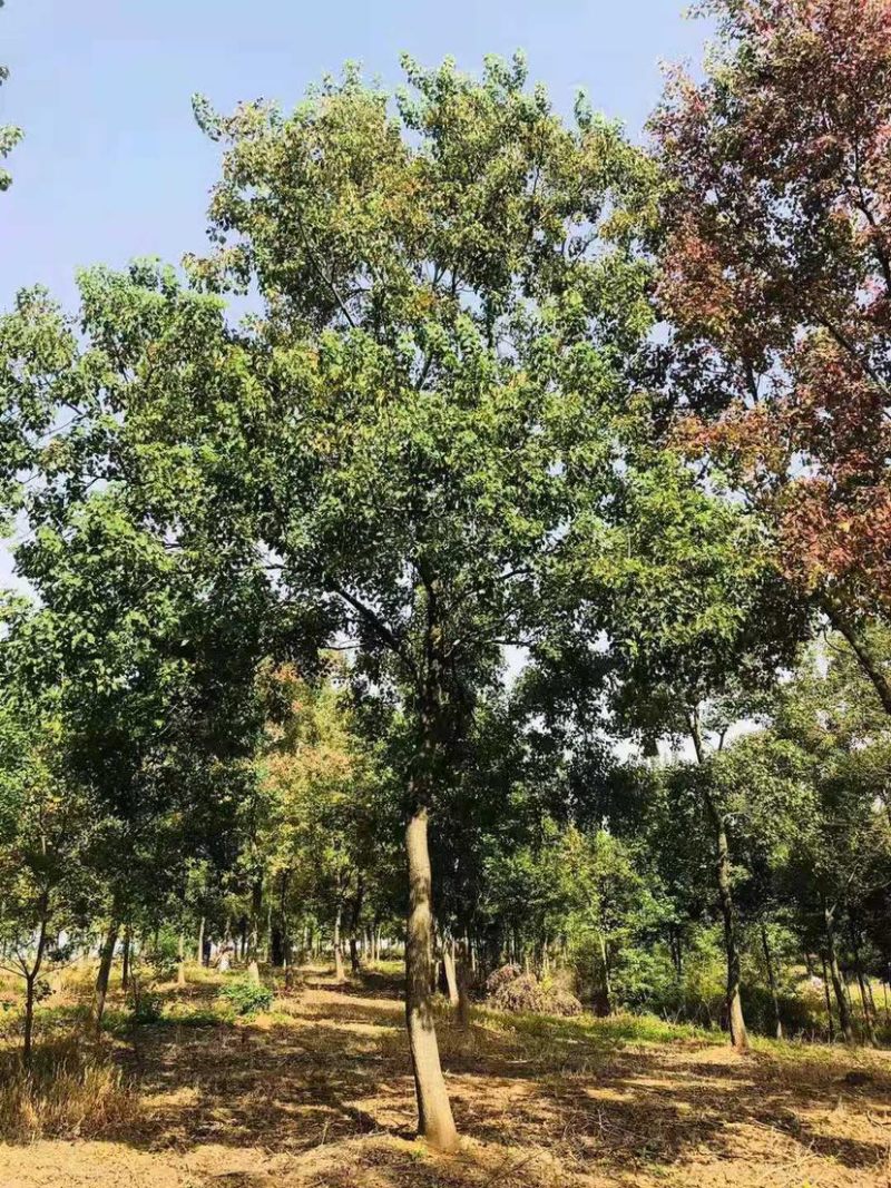 乌桕/丛生乌桕规格齐全大量供应中，基地直供