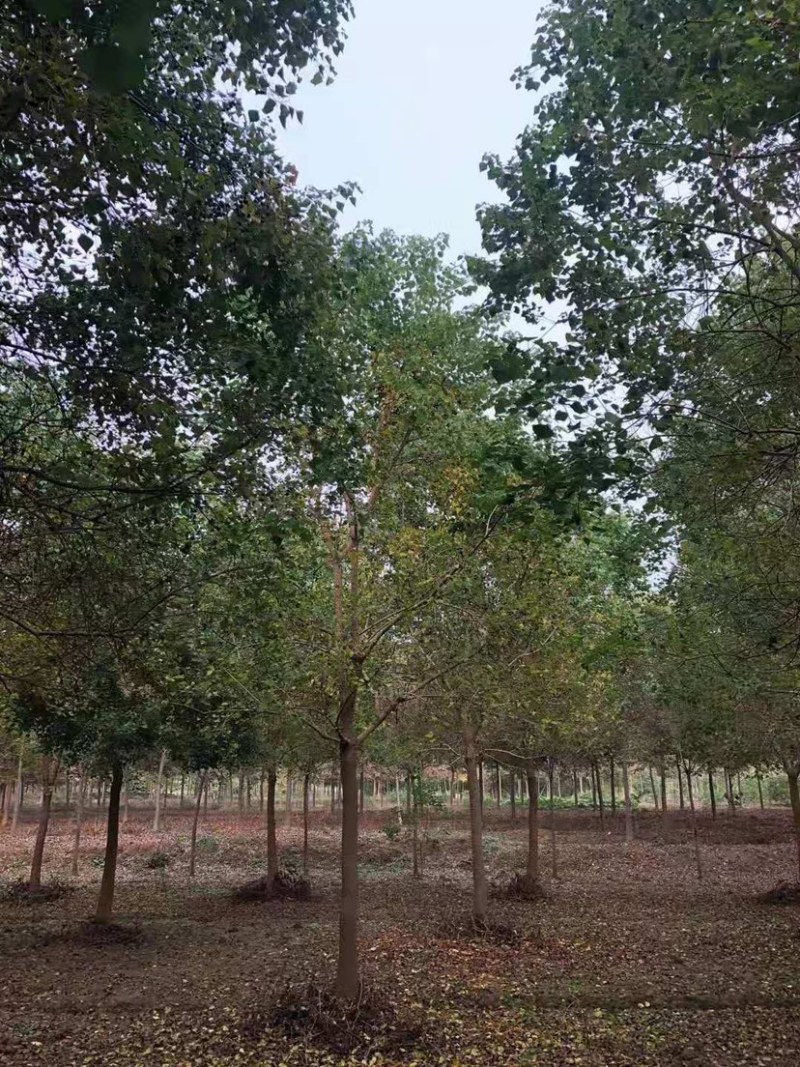 乌桕/丛生乌桕规格齐全大量供应中，基地直供