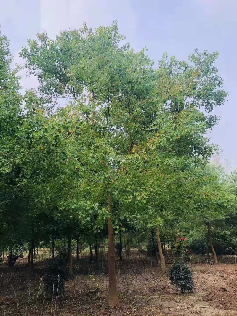 乌桕/丛生乌桕规格齐全大量供应中，基地直供