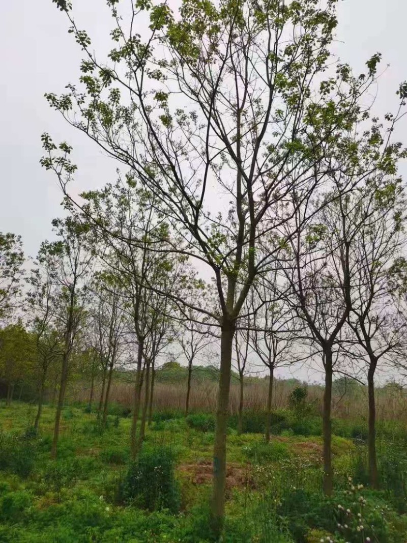 乌桕/丛生乌桕规格齐全大量供应中，基地直供