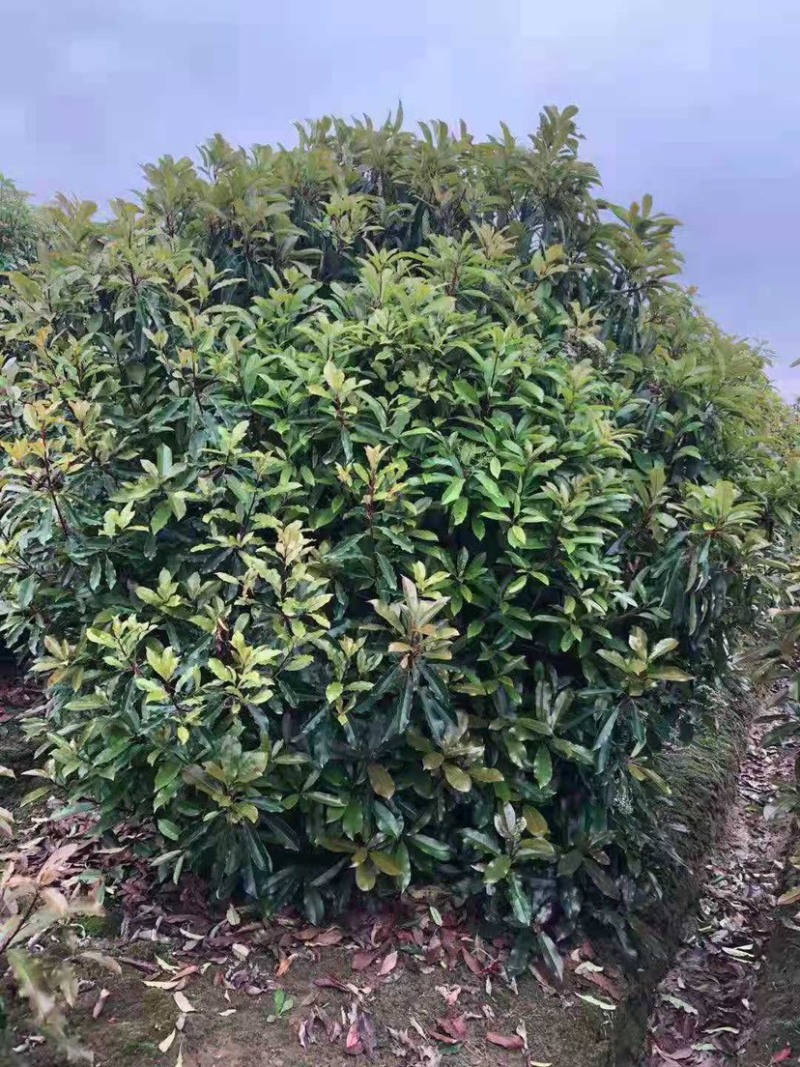 罗木石楠/本石楠，大量供应中，基地直供欢迎致电联系
