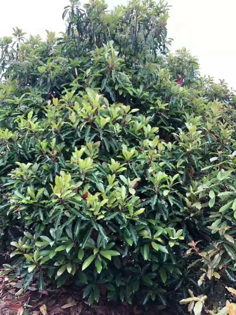 罗木石楠/本石楠，大量供应中，基地直供欢迎致电联系