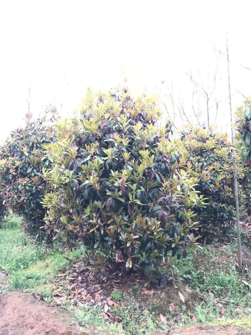 罗木石楠/本石楠，大量供应中，基地直供欢迎致电联系