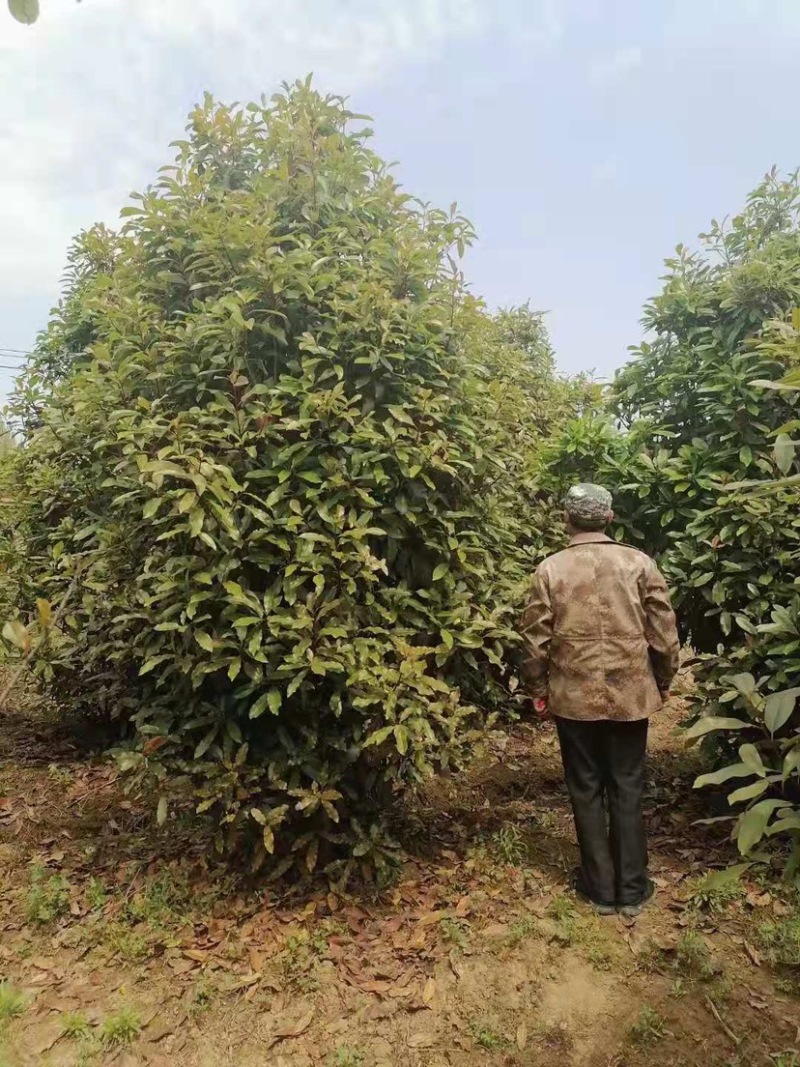 罗木石楠/本石楠，大量供应中，基地直供欢迎致电联系