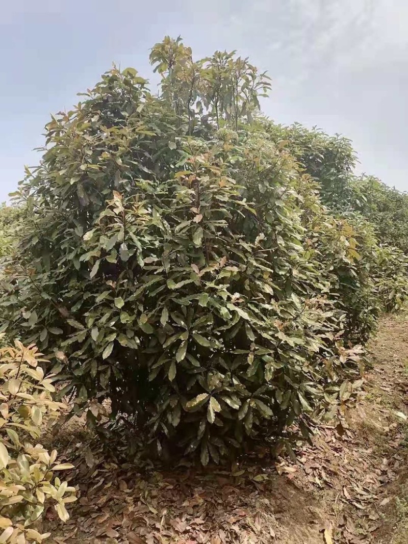 罗木石楠/本石楠，大量供应中，基地直供欢迎致电联系