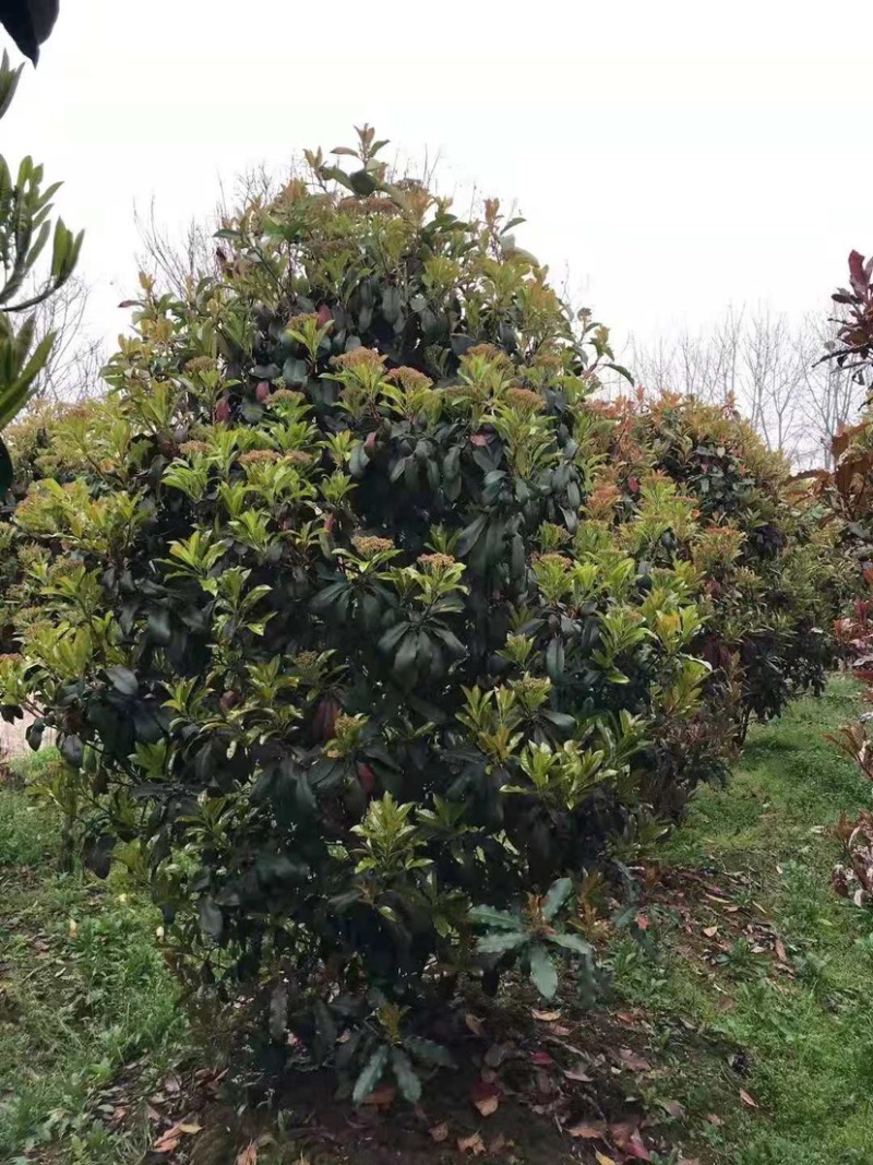 罗木石楠/本石楠，大量供应中，基地直供欢迎致电联系