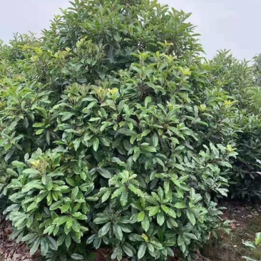 罗木石楠/本石楠，大量供应中，基地直供欢迎致电联系