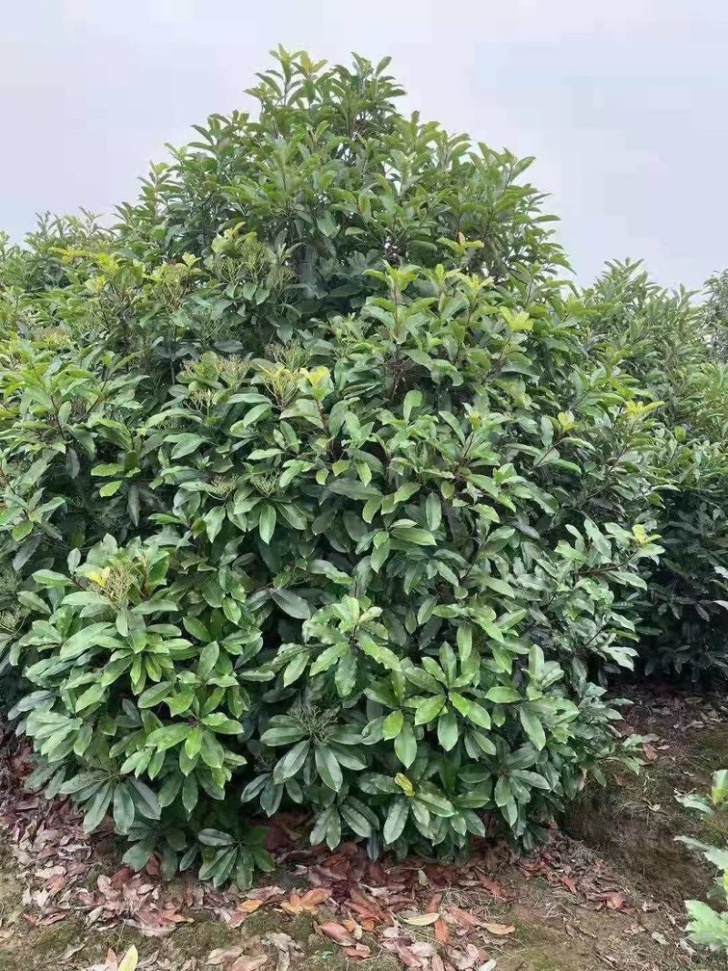 罗木石楠/本石楠，大量供应中，基地直供欢迎致电联系