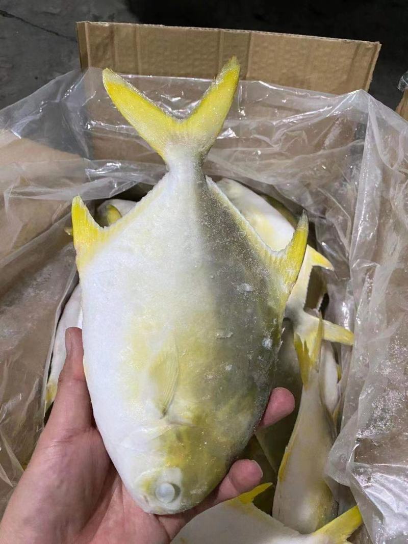 深海金鲳鱼冻品，寻找有实力买家，一手货源，长期合作。