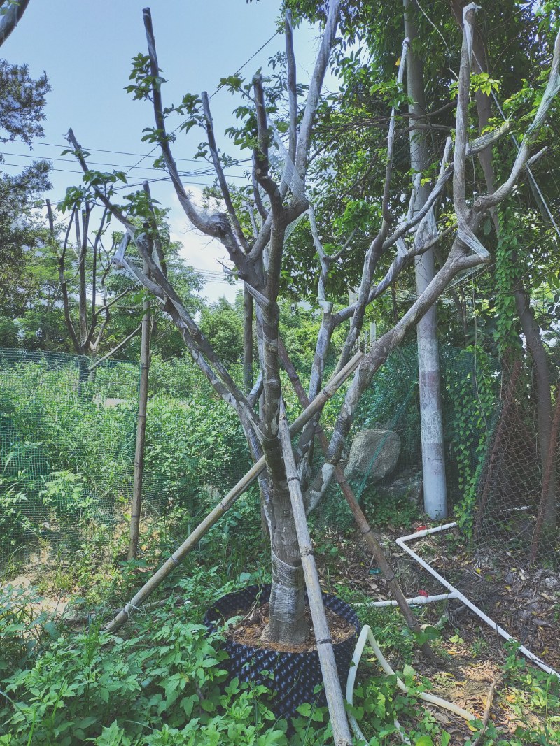 黄皮移植大树苗。鸡心，牛心品种。小杯，中杯，白袋都有。