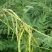 散装苦参种子中药材种子优质纯新苦参籽包发芽中药材种植种籽