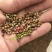 散装苦参种子中药材种子优质纯新苦参籽包发芽中药材种植种籽