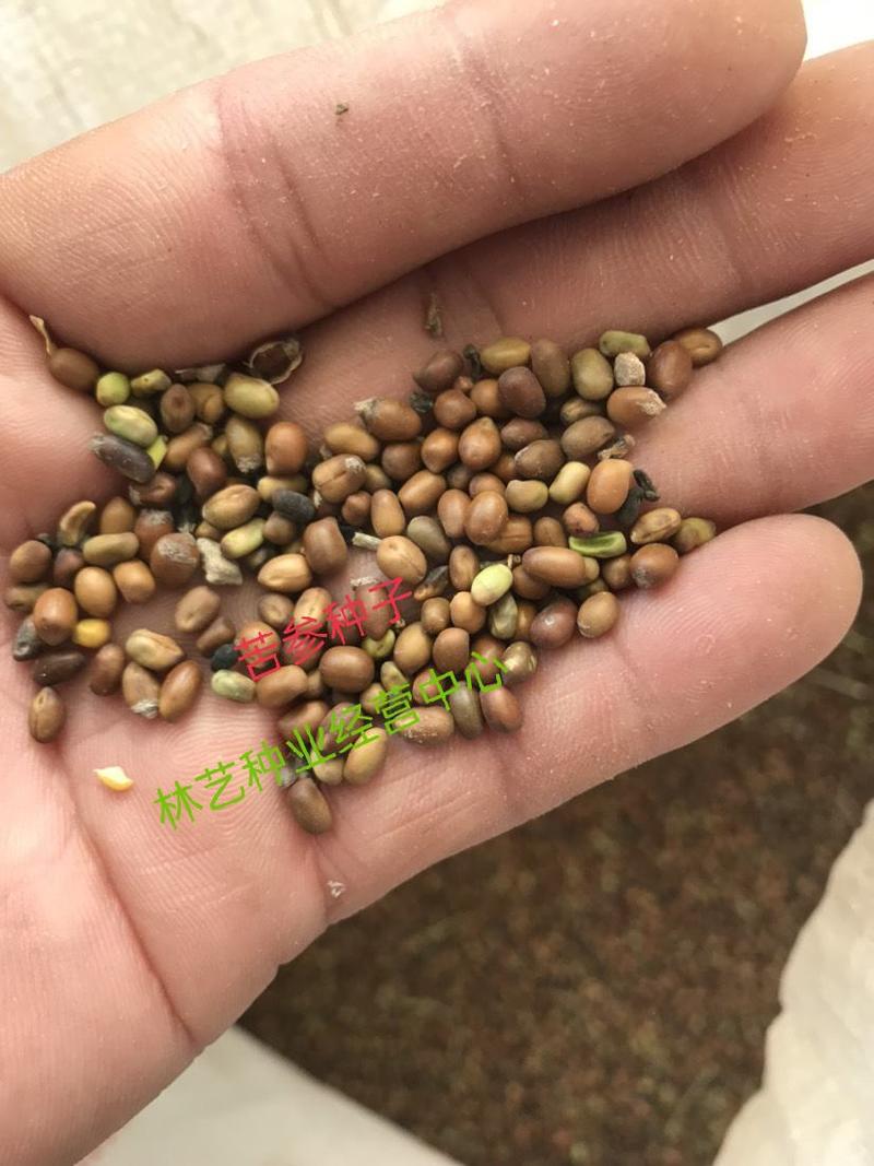 散装苦参种子中药材种子优质纯新苦参籽包发芽中药材种植种籽