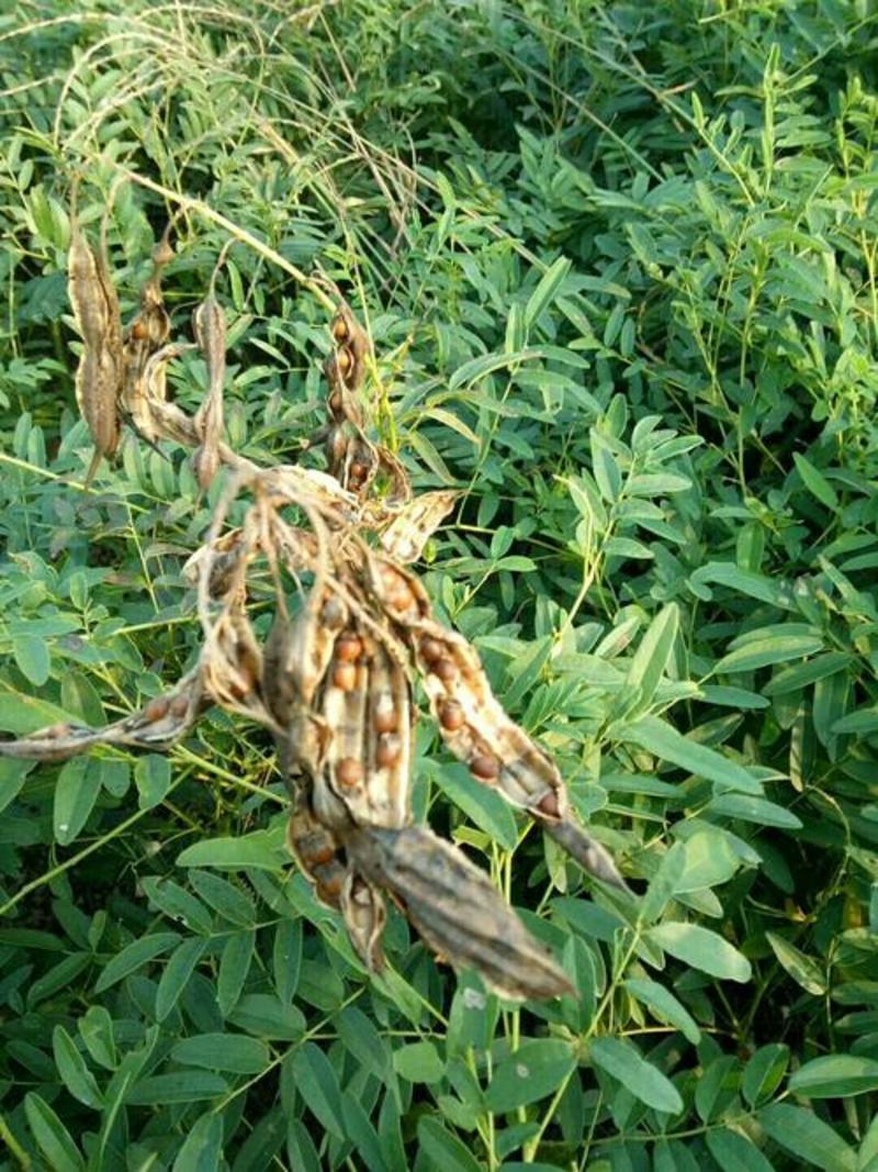 散装苦参种子中药材种子优质纯新苦参籽包发芽中药材种植种籽