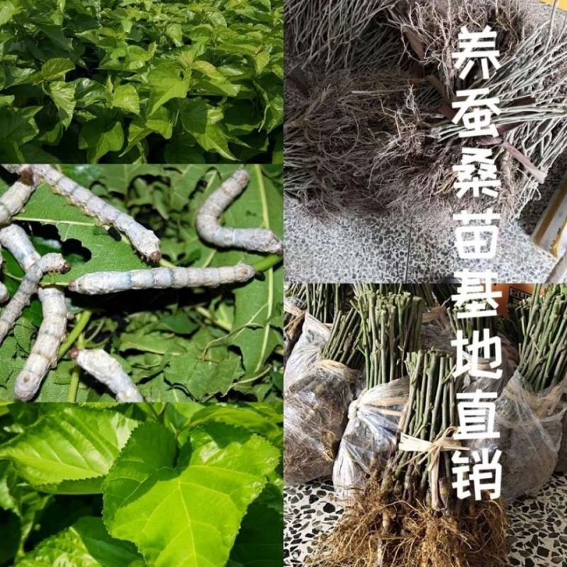 桑树苗养蚕桑苗强桑1号农桑14嫁接苗海宁高产大叶