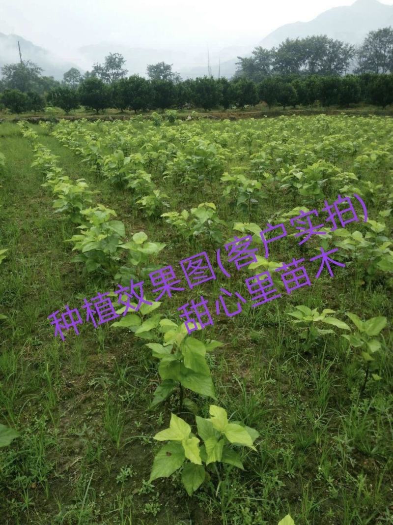 桑树苗养蚕桑苗强桑1号农桑14嫁接苗海宁高产大叶