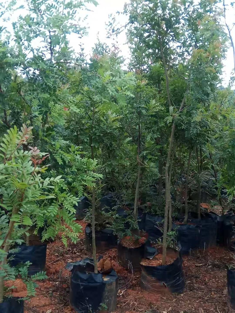 清香木