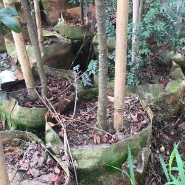 清香木