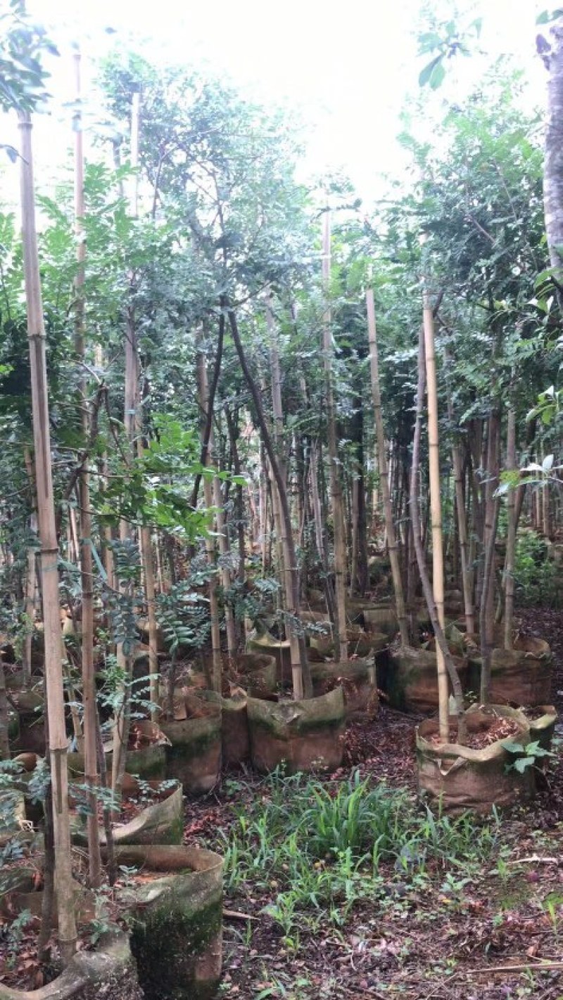 清香木