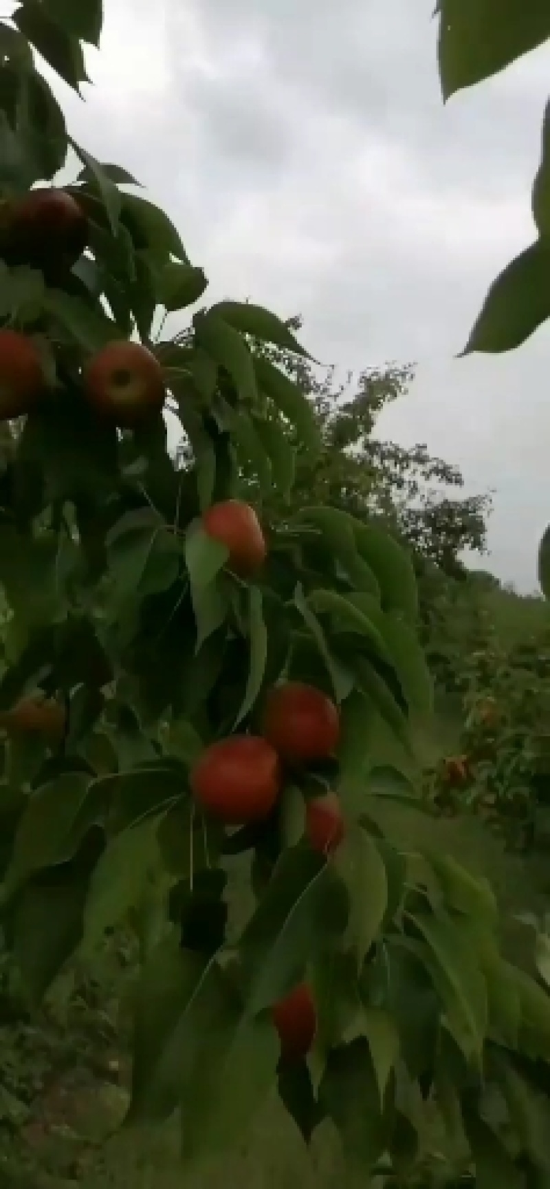 龙丰果和南果笨