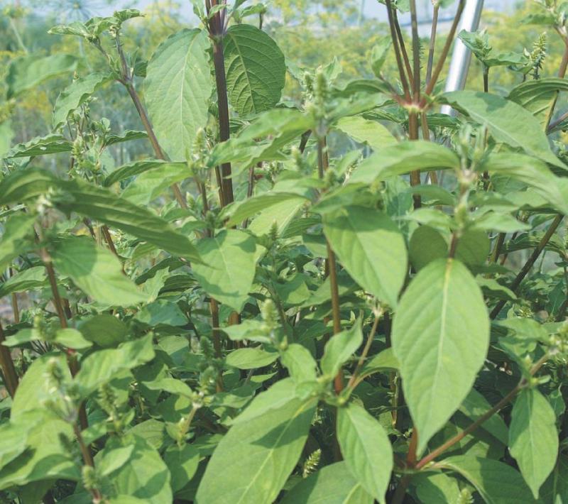 散装药材牛膝种子新品牛夕种籽发芽率高春夏季播种
