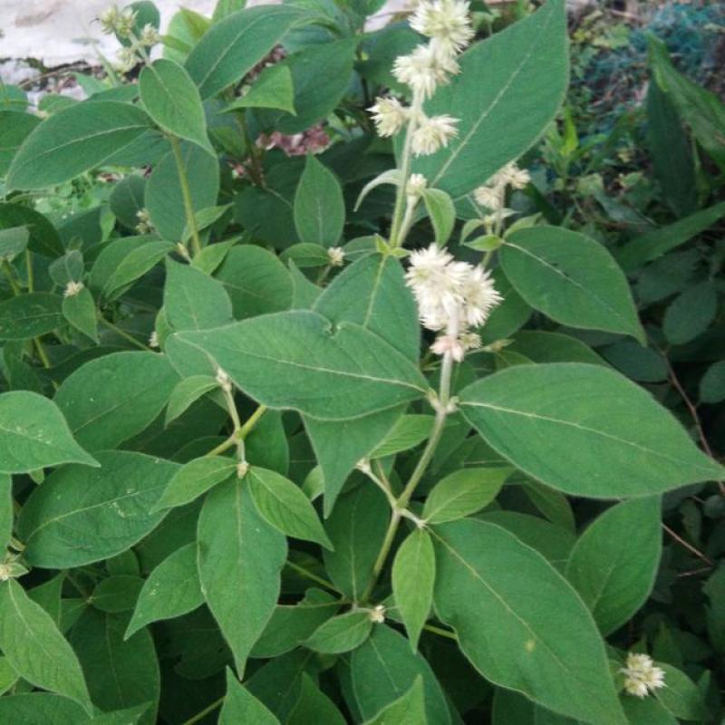散装药材牛膝种子新品牛夕种籽发芽率高春夏季播种