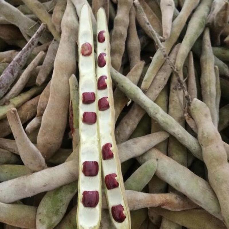 新采牛大力种子四季易种大力薯小叶细叶中叶大叶牛大力种籽