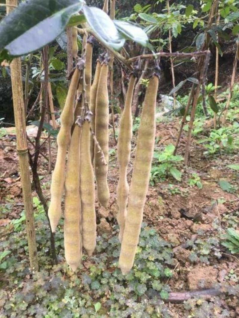 新采牛大力种子四季易种大力薯小叶细叶中叶大叶牛大力种籽