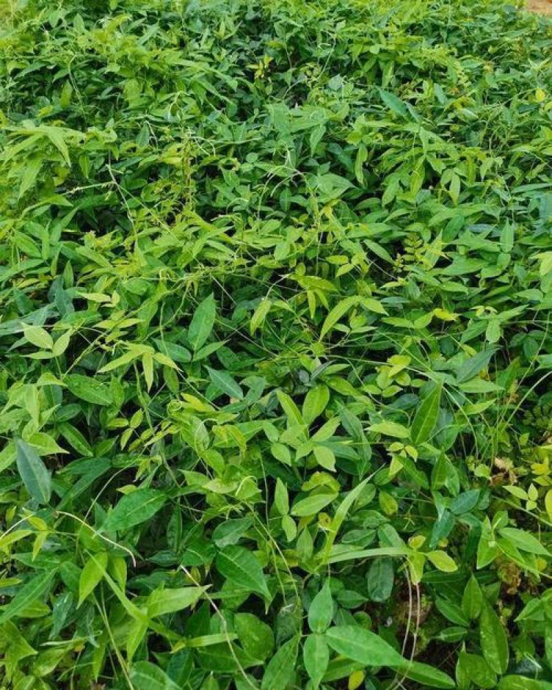新采牛大力种子四季易种大力薯小叶细叶中叶大叶牛大力种籽