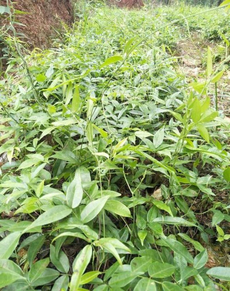 新采牛大力种子四季易种大力薯小叶细叶中叶大叶牛大力种籽