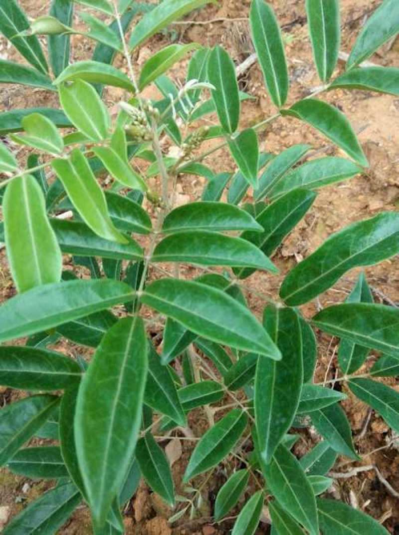 新采牛大力种子四季易种大力薯小叶细叶中叶大叶牛大力种籽