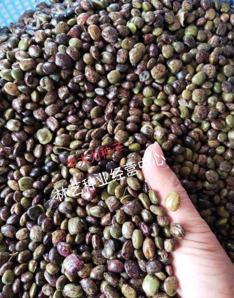 新采牛大力种子四季易种大力薯小叶细叶中叶大叶牛大力种籽