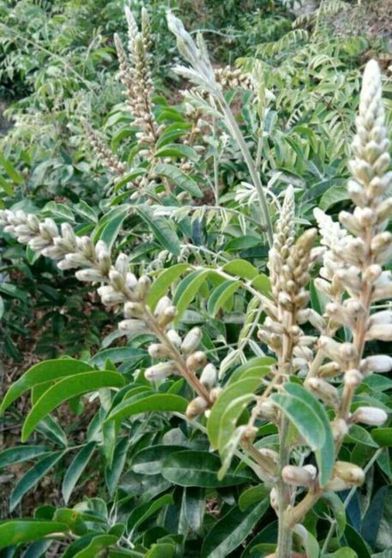新采牛大力种子四季易种大力薯小叶细叶中叶大叶牛大力种籽