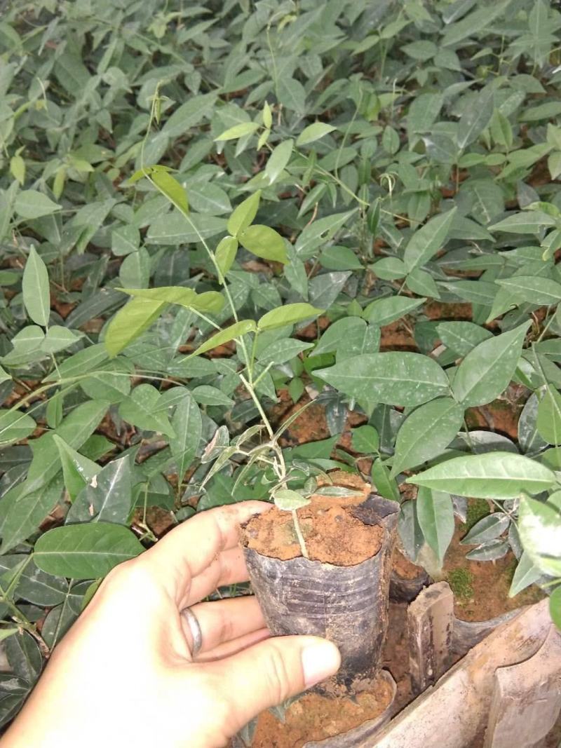 新采牛大力种子四季易种大力薯小叶细叶中叶大叶牛大力种籽