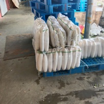 三排白萝卜