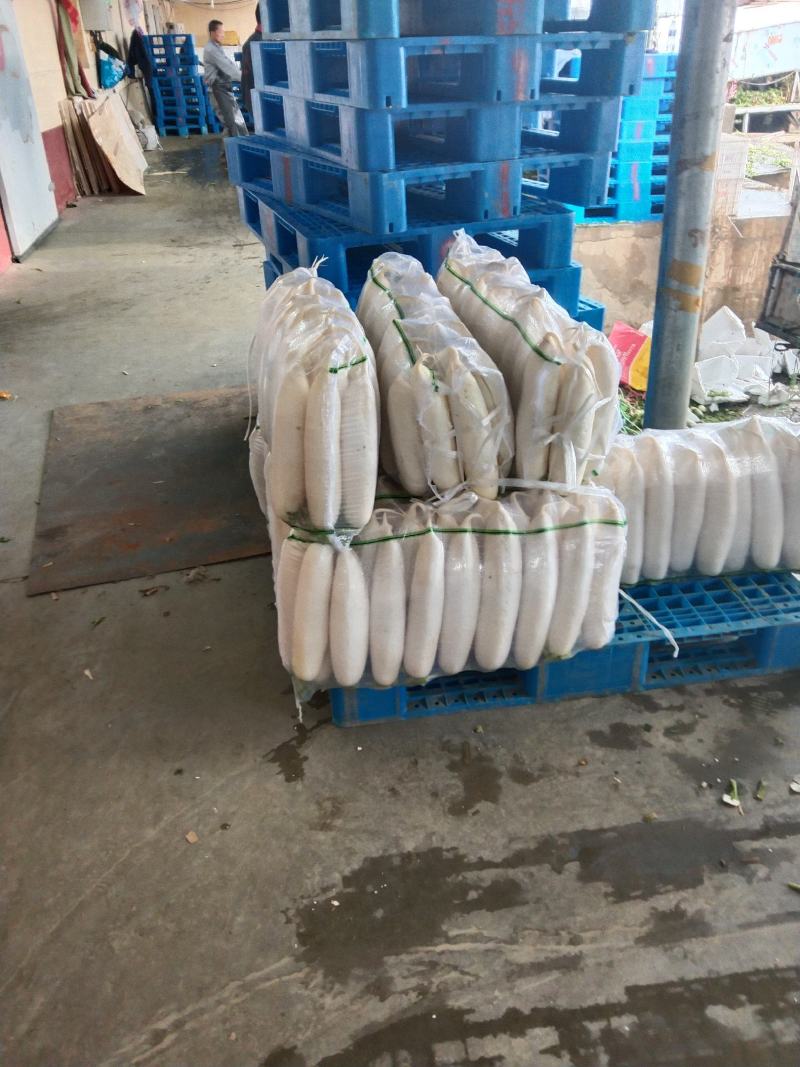 三排白萝卜