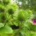 牛蒡种子四季播种牛蒡子种籽野生大力子阳台盆栽药材蔬菜种子