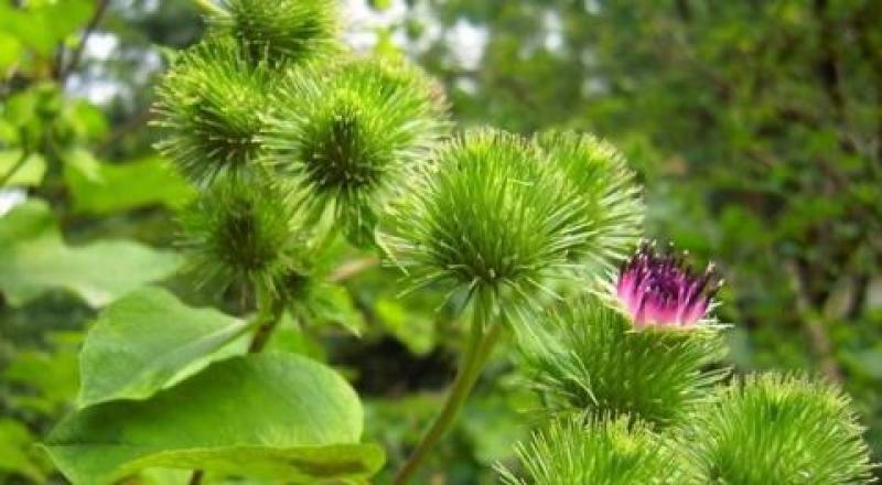 牛蒡种子四季播种牛蒡子种籽野生大力子阳台盆栽药材蔬菜种子