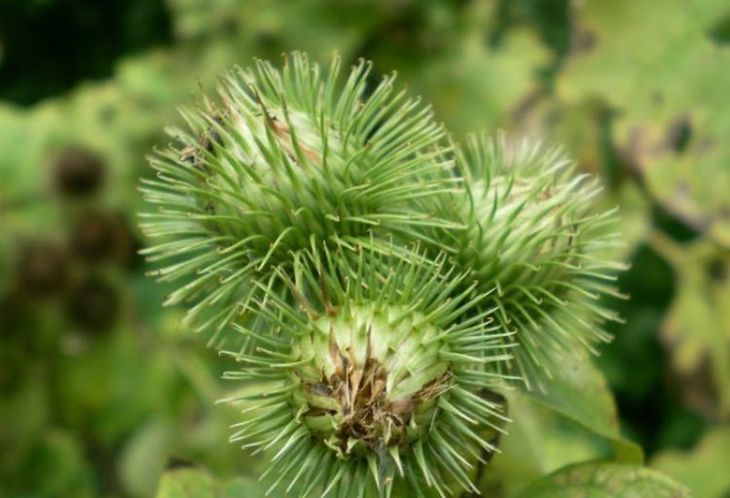 牛蒡种子四季播种牛蒡子种籽野生大力子阳台盆栽药材蔬菜种子