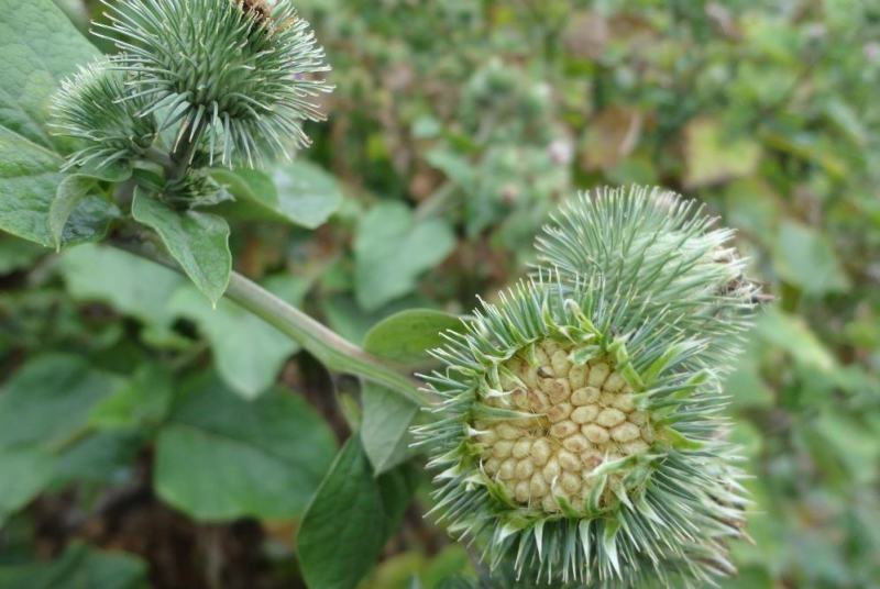 牛蒡种子四季播种牛蒡子种籽野生大力子阳台盆栽药材蔬菜种子