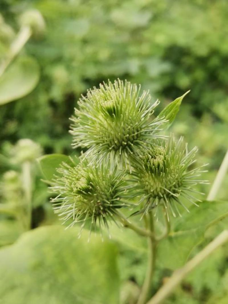 牛蒡种子四季播种牛蒡子种籽野生大力子阳台盆栽药材蔬菜种子