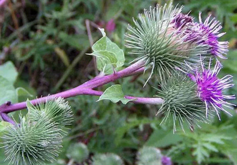 牛蒡种子四季播种牛蒡子种籽野生大力子阳台盆栽药材蔬菜种子
