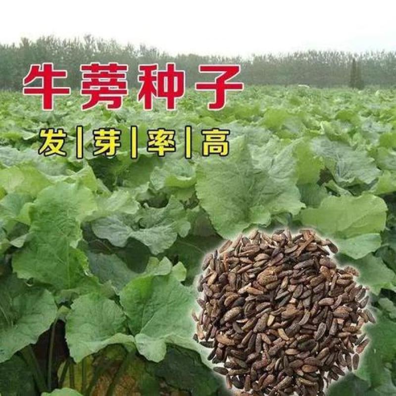 牛蒡种子四季播种牛蒡子种籽野生大力子阳台盆栽药材蔬菜种子