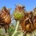 牛蒡种子四季播种牛蒡子种籽野生大力子阳台盆栽药材蔬菜种子