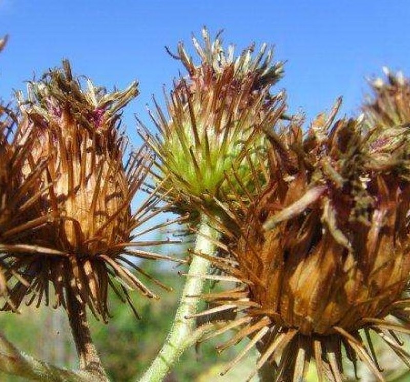 牛蒡种子四季播种牛蒡子种籽野生大力子阳台盆栽药材蔬菜种子