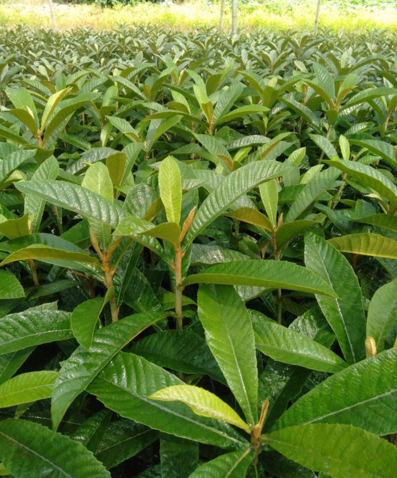 新采枇杷种子枇杷树种果树种子四季可播量大优惠